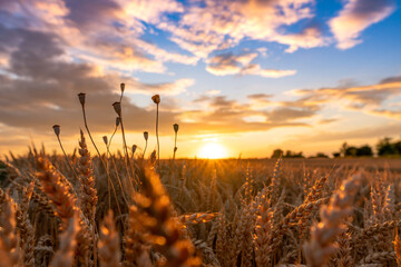 Sticker - A beautiful sunset and a field full of wheat