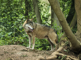 Poster - A beautiful wolf standing in the middle of the forest and looking to the back