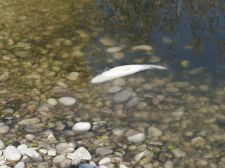 Poster - Beautiful shot of a fish swimming close to the water surface