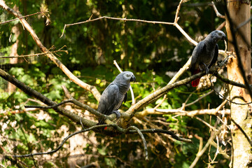 Poster - Pair of gray parrots perched on a tree branch