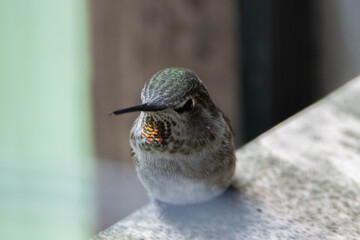 Poster - Closeup of a hummingbird on a stone