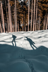 Sticker - Vertical shot of skiers shadows on the snow in a forest