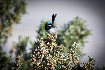 Sticker - Closeup of an Emperor fairywren on a tree