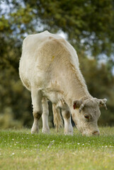 Sticker - Vertical shot of a cattle in the Spanish Dehesa, Extremadura, Spain