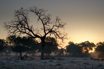 Poster - Aerial shot of a beautiful forest in winter in Extremadura, Spain