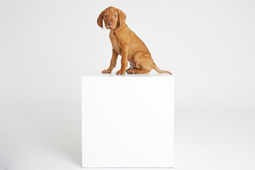 Sticker - Vizsla puppy on a white background