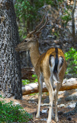 Poster - Vertical closeup of the sika deer, also known as spotted deer or the Japanese deer. Cervus nippon.