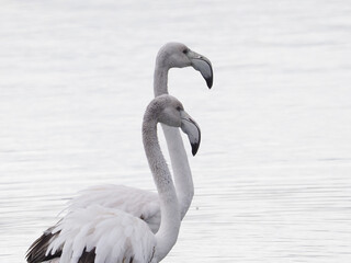 Canvas Print - Beautiful shot of flamingos in the water