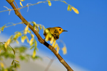 Canvas Print - Yellow warbler (Setophaga petechia) sitting on a tree