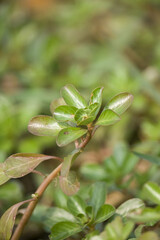 Sticker - Vertical shot of a plant with green leaves on blurred background