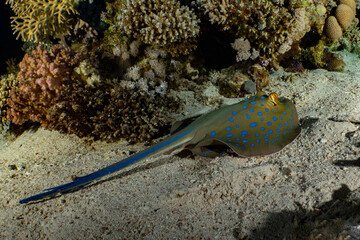 Wall Mural - Bluespotted ribbontail ray (Taeniura lymma) underwater in the Red Sea in Egypt