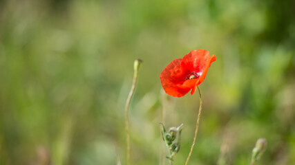 Poster - Closeup of a beautiful red poppy flower growing in a field on a sunny day