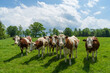 View of beautiful cows in a greenfield on a sunny day