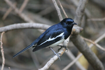 Canvas Print - Close up shot of cute Oriental magpie-robin bird on tree branch