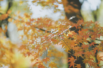 Wall Mural - colorful maple tree fallen leaves in autumn.