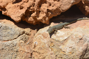 Wall Mural - Closeup shot of a Madeiran wall lizard between big stones texture on a sunny day