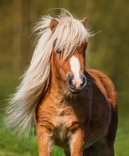 Portrait Of Beautiful Miniature Shetland Breed Pony Stallion With Long White Mane