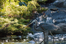 Scenic View Of A Great Blue Heron Walking In The Lake On A Blurred Background