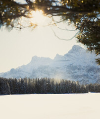 Wall Mural - Snowy field near a dense forest in a mountainous area on a sunny morning