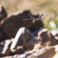 Wall Mural - Close-up shot of an Odonata flying on a sunny day on a blurred background