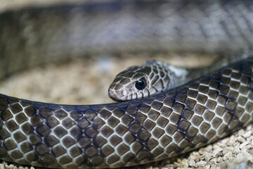 Poster - Closeup of an oriental ratsnake