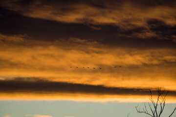 Poster - Beautiful shot of flying geese during the sunset