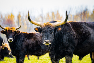 Canvas Print - Beautiful shot of black cows in a field