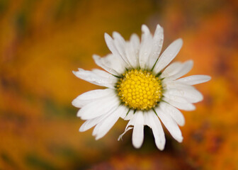 Canvas Print - Closeup shot of a camomile on a blurred background