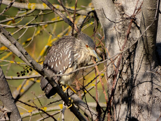 Poster - Common night heron standing on a tree