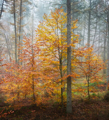 Wall Mural - vertical shot of colorful trees in an autumn forest