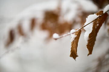 Wall Mural - shallow focus shot of dried tree leaves covered with snow