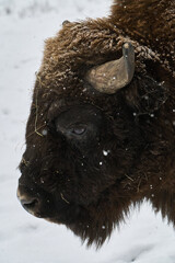 Wall Mural - Closeup vertical shot of the head of a bull in snow