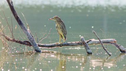 Wall Mural - Closeup of a perching Heron standing on a tree branch in the lake