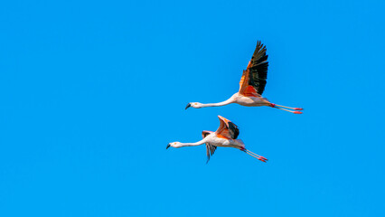 Two flamingos in flight