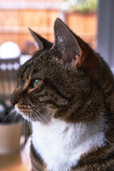 Poster - Vertical shot of a portrait of an adorable cat looking far away