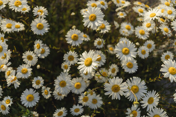 Poster - Blooming daisies on Iona Beach in Richmond, British Columbia