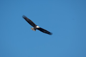 Poster - Close-up shot of an eagle in flight