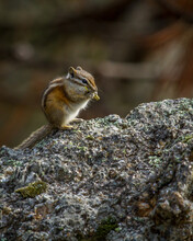 Chipmunk On A Rock