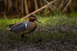 2022-03-04 A GREEN WINGED TEAL DUCK WITH MUD ON ITS BEAK AND A NICE EYE FACING RIGHT IN THE FRAME WITH A BLURRY BACKGROUND