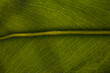 Leaf close-up. Green leaf.