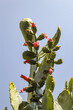Mexican plant. Nopal. Cactus.