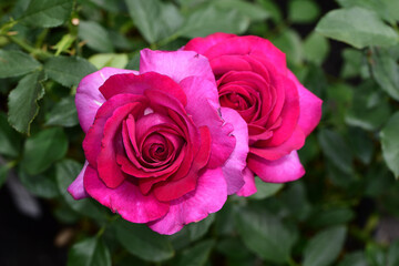 Wall Mural - close-up shot of a hybrid tea roses blooming in the garden in bright light on a blurred background