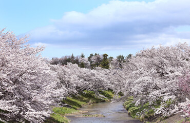 Wall Mural - 藤田川ふれあい桜　福島県