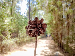 Piñita en flor