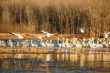View Of Large Flock Of Migrating White Pelicans In Midwestern Conservation Area Early In Spring; Several Birds Flying