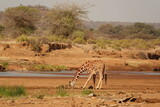 Fototapeta Sawanna - Giraffe trinkt im Fluß Samburu National Reserve Kenia
