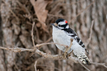 Canvas Print - Close-up shot of a woodpecker perching on a cold winter day