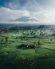 Wall Mural - aerial beautiful scene of green spaces, trees and rural houses against a light blue horizon sky