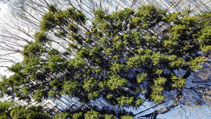 Wall Mural - Aerial landscape view of green forest trees on snowy white lands on a winter day