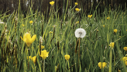 Poster - Selective focus shot of wildflowers in the field